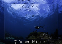 Diving Key Largo by Robert Minnick 